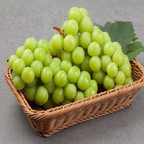 햇살 가득 담은 맛좋은망고포도🍇🥭 특별 할인 중!